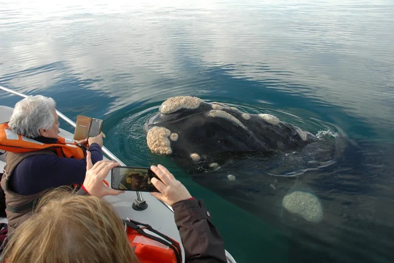 “El avistaje de ballenas en el golfo San Matías es ecológico y sustentable”