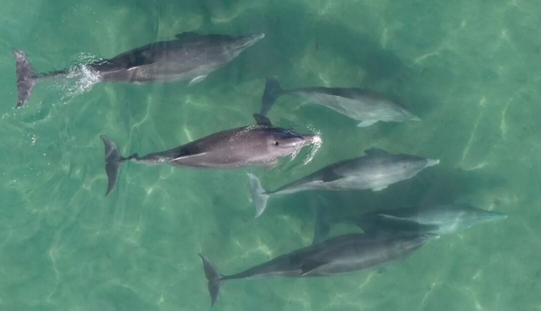 Cuidar el mar es cuidar la vida: nueva temporada de Entre mareas