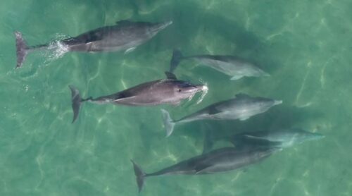 delfines en la costa grutense