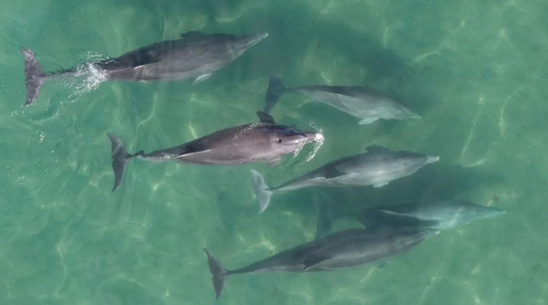 delfines en la costa grutense